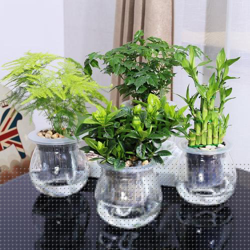  組合盆栽036-水培綠植組合