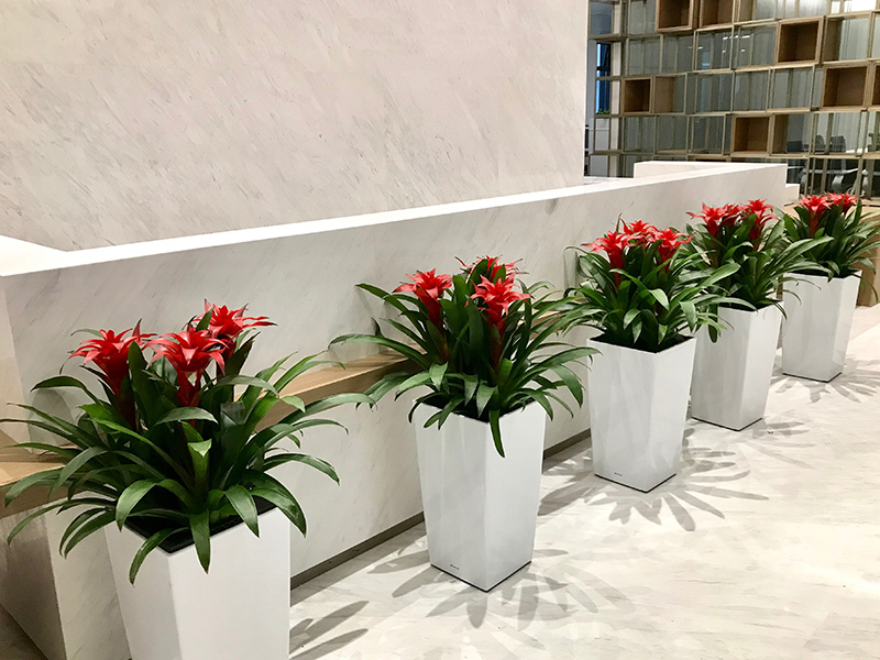 公司前臺(tái)綠植盆栽如何正確擺放，從而影響公司氣場(chǎng)和財(cái)運(yùn)