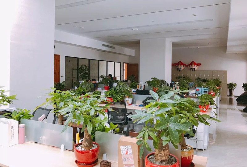辦公室前臺最適合放的植物有哪些？